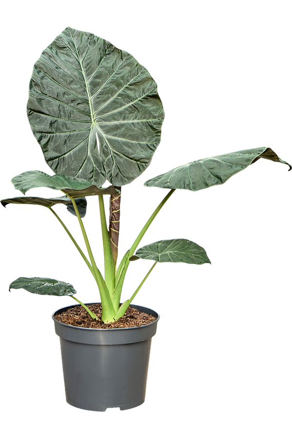 Alocasia Regal Shields