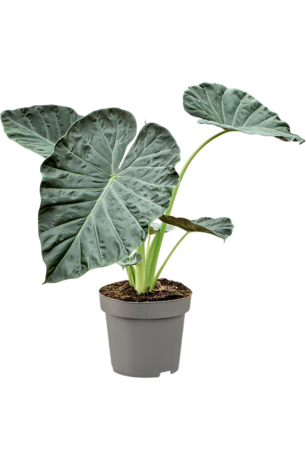 Alocasia Regal Shields