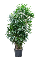 Rhapis Excelsa (300-330)