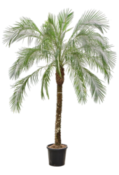 Phoenix Roebelenii (260-280)