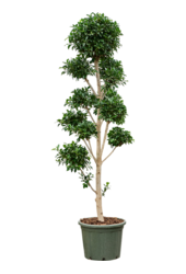 Ficus Microcarpa Nitida (260-280)