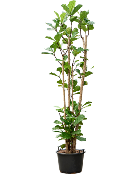 Ficus
