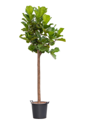 Ficus Lyrata