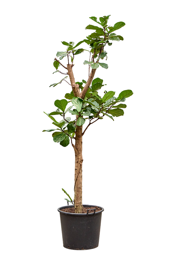 Ficus Lyrata