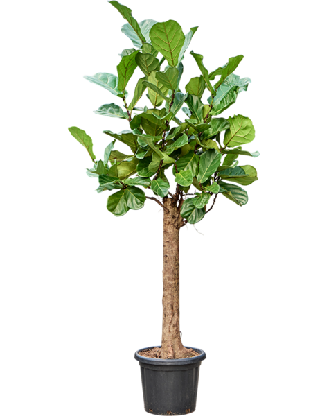 Ficus
