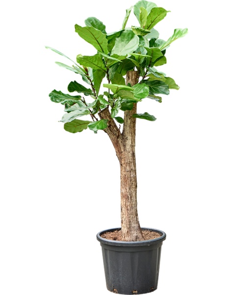 Ficus