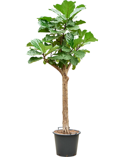 Ficus