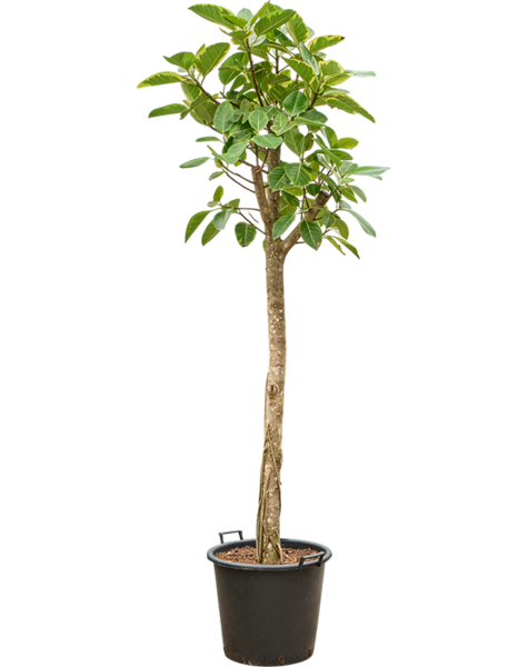 Ficus