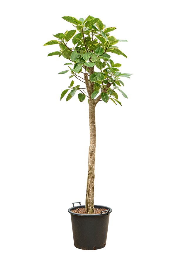 Ficus Altissima Variagata