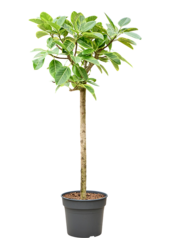 Ficus Altissima Variagata