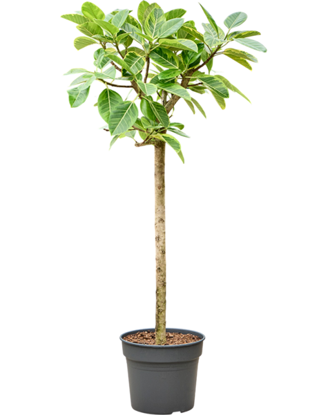 Ficus