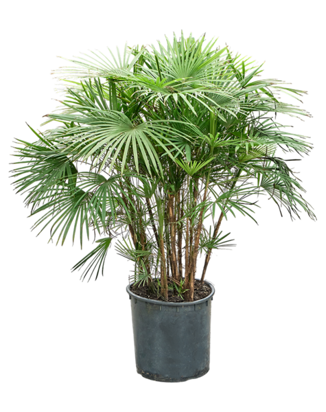 Rhapis