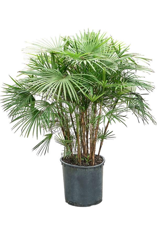 Rhapis Multifida (110-140)
