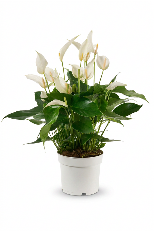 Anthurium Mille Fleurs Cava 17cm