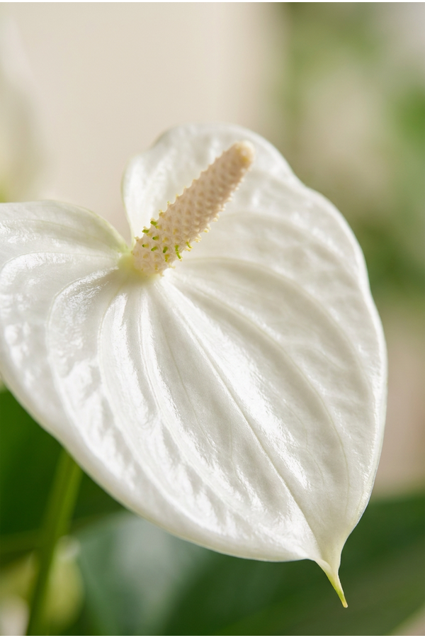 Anthurium Mille Fleurs Cava 17cm