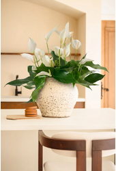 Anthurium Mille Fleurs Cava 17cm