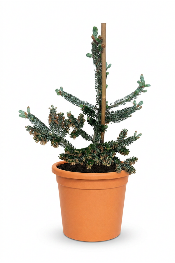 Abies koreana Silberlocke