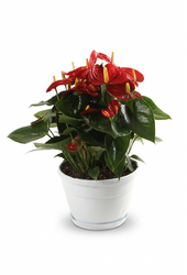 Schaal Napoli 20cm Red Champion