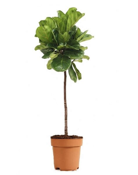 Ficus