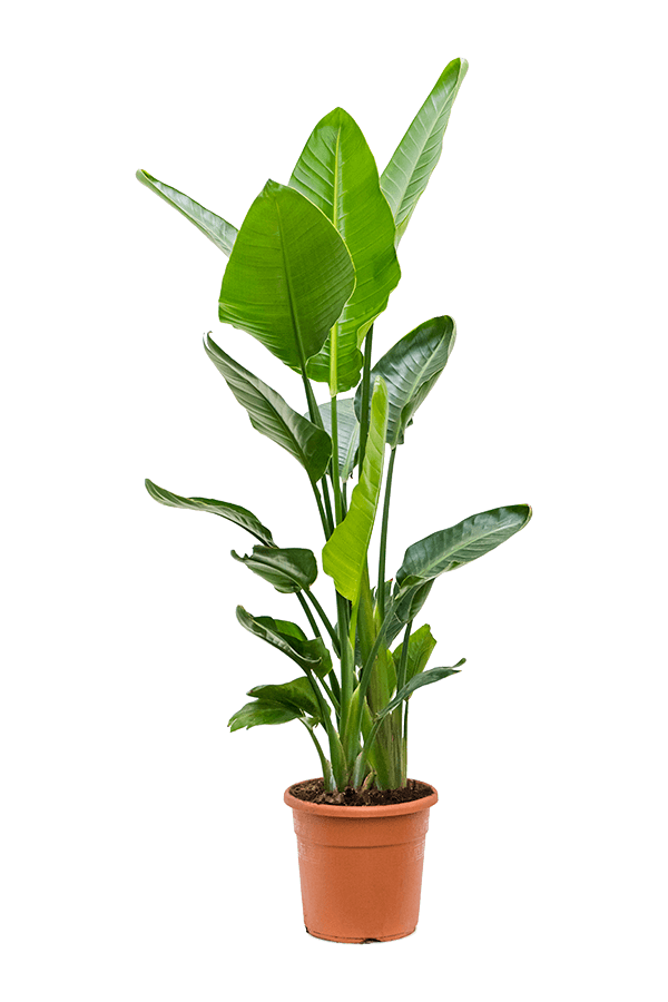 Strelitzia Nicolai