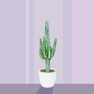 Euphorbia