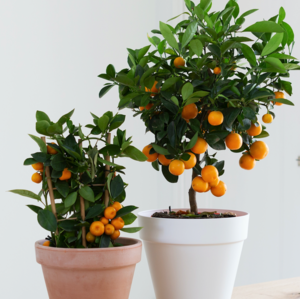 Exotische planten
