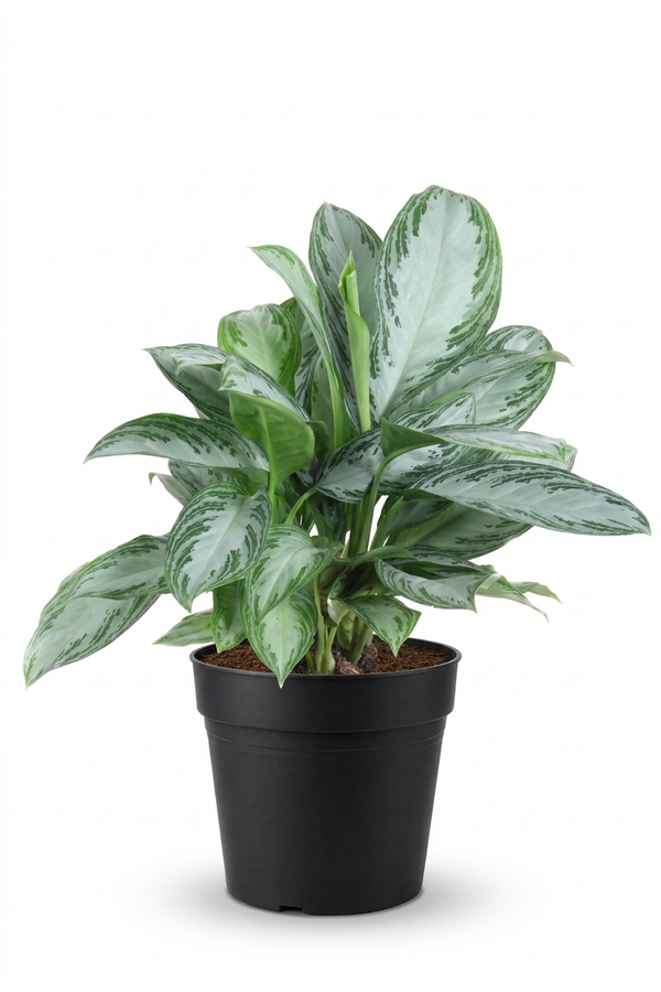 Aglaonema Silver Bay