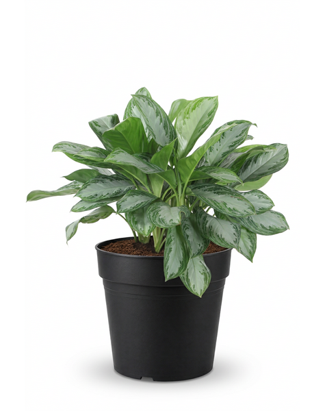 Aglaonema Silver Bay