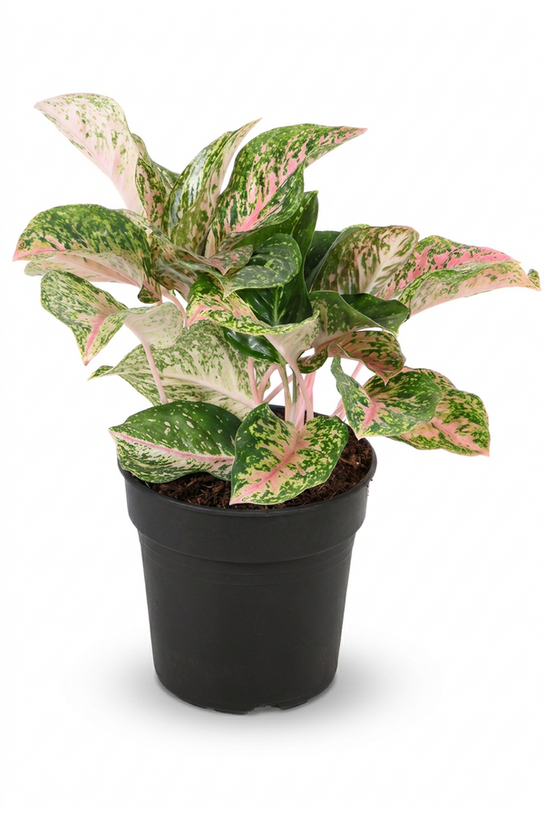 Aglaonema Two Tone Moonstone