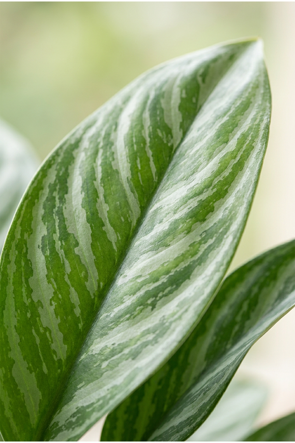 Aglaonema Stripe