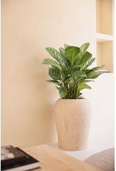 Aglaonema Stripes