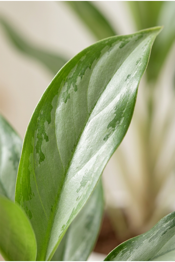 Aglaonema White Lance