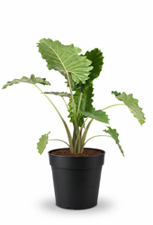 Alocasia Portodora
