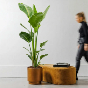 Strelitzia