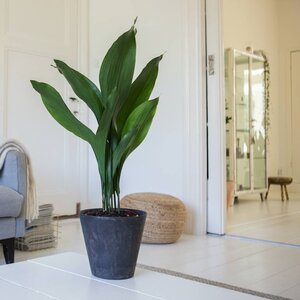 Kwartjesplant | Aspidistra