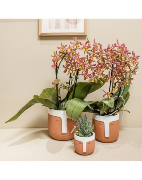 Kolibri Orchids | orchidée Phalaenopsis orange -Spider