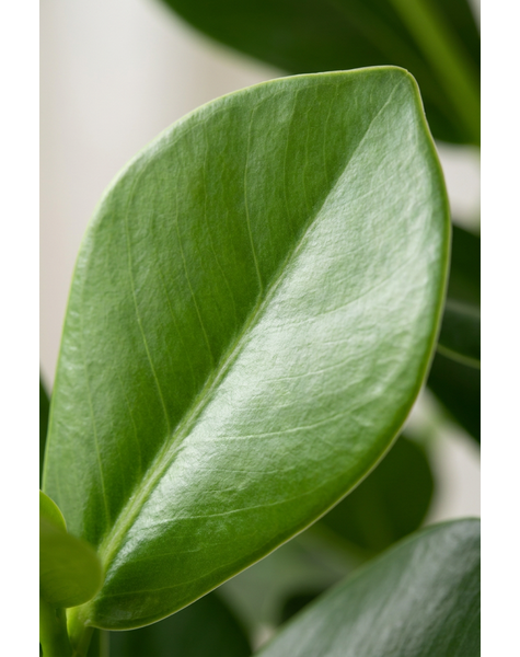 Clusia Rosea