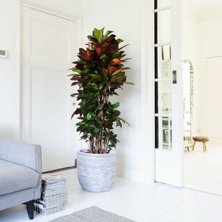 Croton Codiaeum Plante merveilleuse