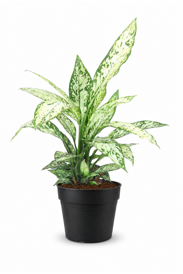 Dieffenbachia Vesuvius