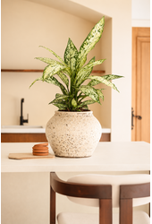 Dieffenbachia Vesuvius
