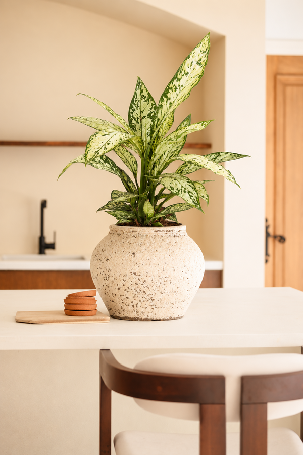 Dieffenbachia Vesuvius