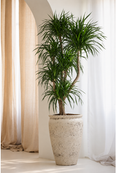 Dracaena Angustifolia ramifié