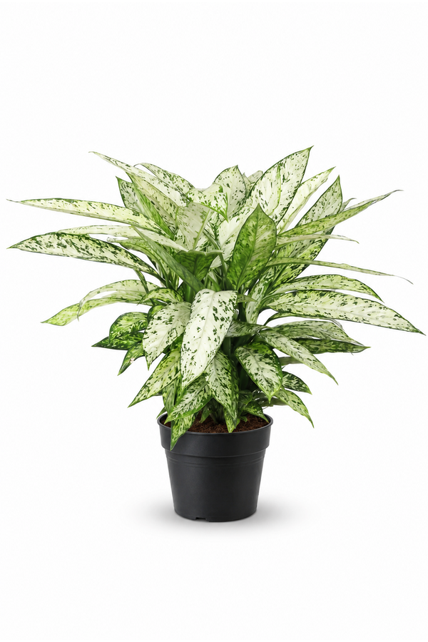 Dieffenbachia Vesuvius