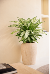 Dieffenbachia Vesuvius