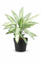 Dieffenbachia Vesuvius