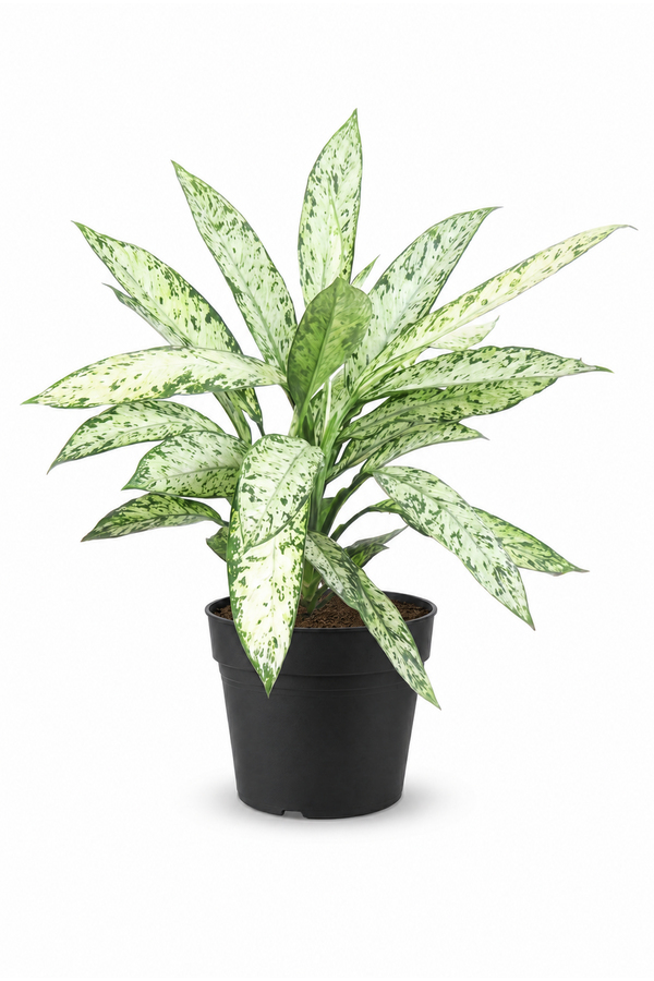 Dieffenbachia Vesuvius