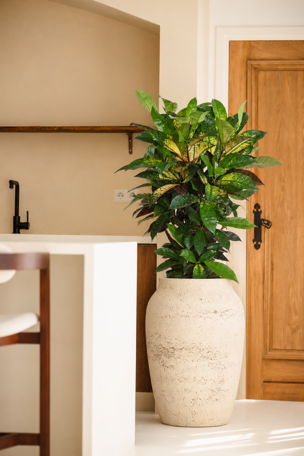 Codiaeum Mrs Iceton vertakt