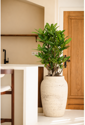 Codiaeum Sunny Star vertakt