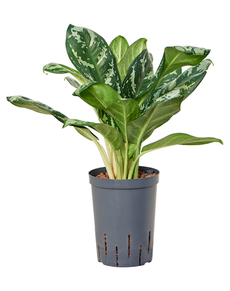 Aglaonema en hydroculture