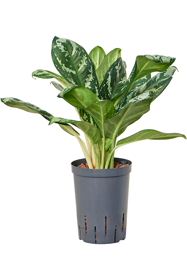 Hydroplant Aglaonema Amazon Silver